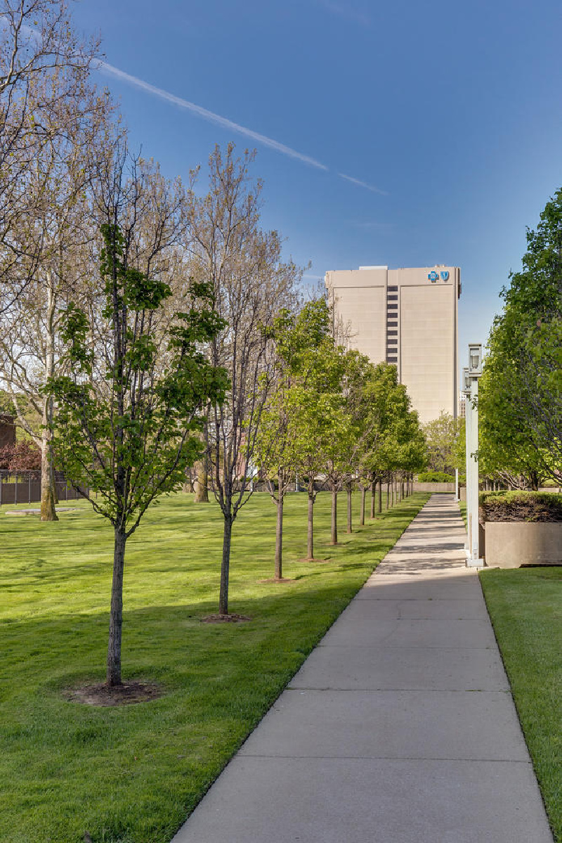 a sidewalk, walkway, between the trees, leading to tall Detroit apartment building in the distance.